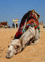 File:Camel at pyramids-cairo-egypt.jpg