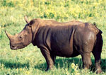 Rhino
